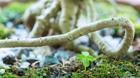 Small seedling surrounded with blurry big roots of tree. Unequal competition concepts. Start up business and old large business concepts.の写真素材
