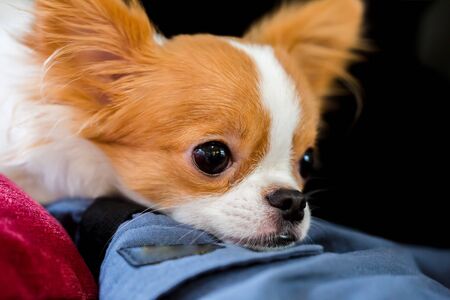 Selective focus to brown and white Cute Chihuahua puppy is standing. A cute small pet animal that is popularly raised in the house.の写真素材