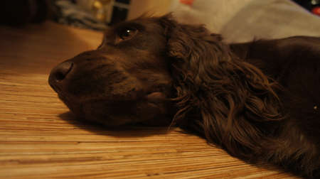 Dog lying on the floor, portrait of a dogの写真素材