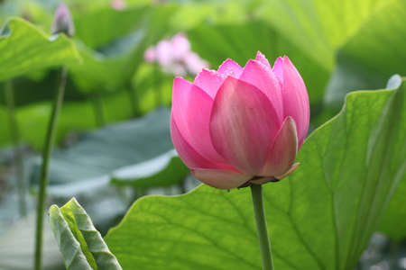 flower close-up, Lotus, Bud Lotus flowers on the lake, beautyの写真素材