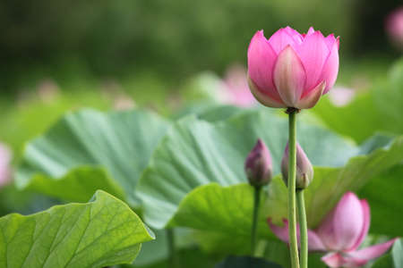 Pink Lotus, Lotus flowers on the lake, beautyの写真素材