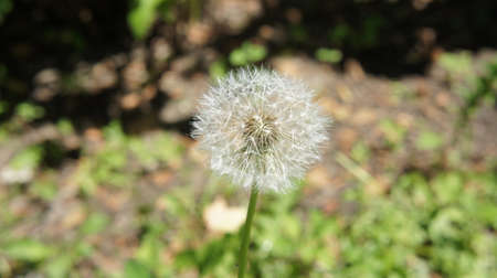 Dandelion bloomed, dandelion flower seedsの写真素材