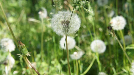 Dandelion bloomed, dandelion flower seedsの写真素材