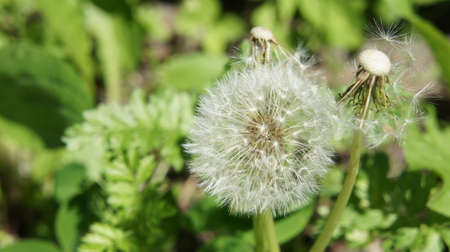 Dandelion bloomed, dandelion flower seedsの写真素材
