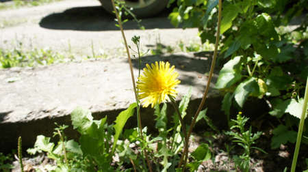 Yellow dandelion flower, near the roadの写真素材