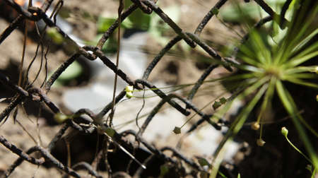 Iron mesh fence in the garden, view through the meshの写真素材