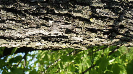 Tree bark on a background of green leavesの写真素材