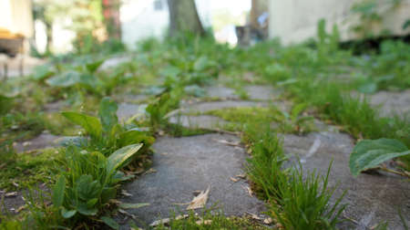 Overgrown paving stones, a path in the gardenの写真素材