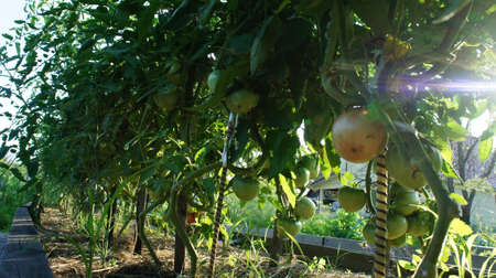 Bush with tomatoes, growing tomatoes in the gardenの写真素材