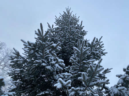 Christmas tree in winter, winter spruce snow on the branchesの写真素材
