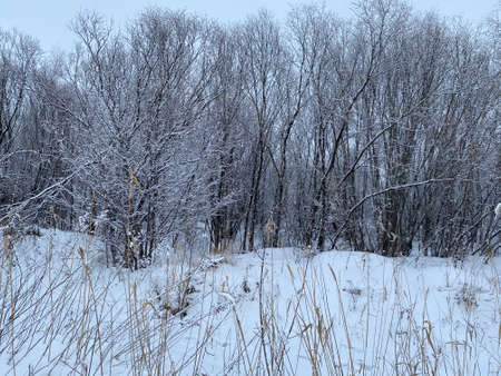 Winter forest, trees in the snow, frost on the branchesの写真素材