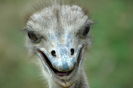 Ostrich head he Ostrich, or Common Ostrich  Struthio camelus , is one or two species of large flightless birds native to Africa  From Wikipedia の写真素材