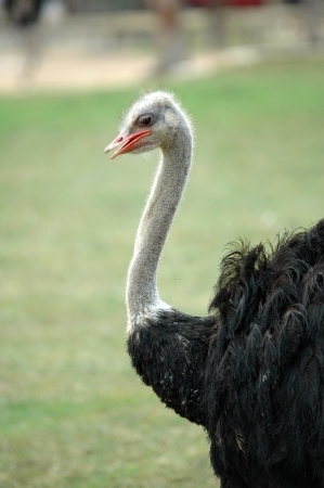 Ostrich head he Ostrich, or Common Ostrich  Struthio camelus , is one or two species of large flightless birds native to Africa  From Wikipedia の写真素材