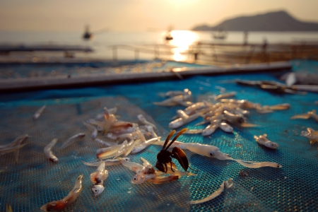 Wasps stealing fish dry But it was only a small amount is lost Samroyyod beach Prachuap Khiri Khan Thailand の写真素材