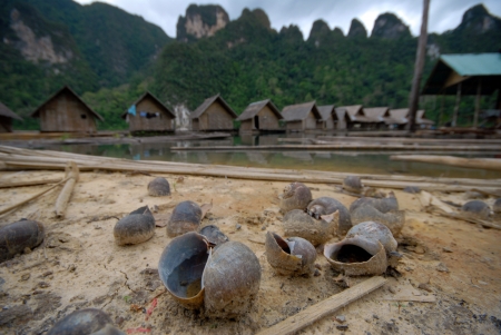 Snail shells in the lake It occurs when the water receded In lake National Park Ratchaprapadam...
