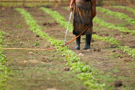 Morning watering vegetables..Vegetable gardeners watering using a hose.Sangkhlaburi Kanchanaburi province, eastern Thailand.のeditorial素材