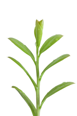 green leaves isolated on whiteの写真素材