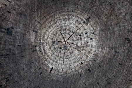 Cross-section of the old tree, Close-up.の写真素材