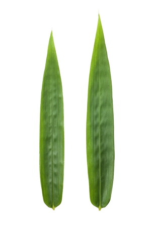 Two fresh bamboo leaves isolated on white background