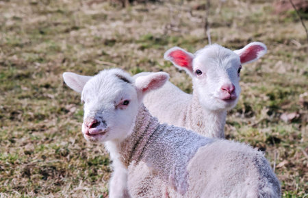 Sheep babies lookingの写真素材