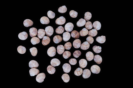 snail shells isolated on black background