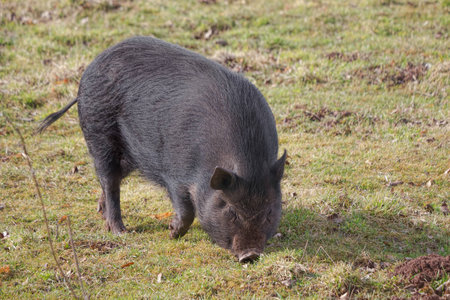 Young pig