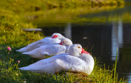 Duck family relax after a mealの写真素材