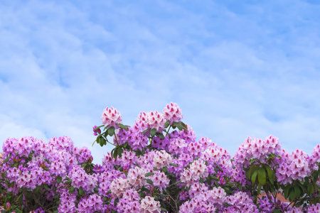 Pink rhododendron on blue skyの写真素材