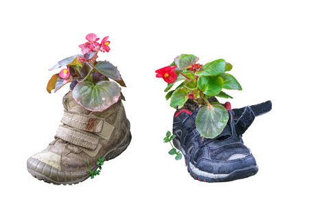 Shoes as a flower pot isolated on white backgroundの写真素材
