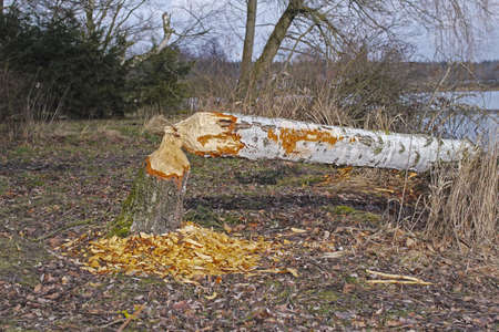 Birch that the beaver felled. Beaver is rodent.の写真素材