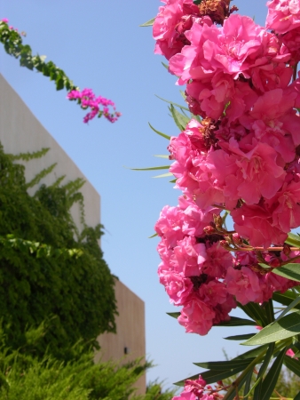 Nice crete hibiscus over the blue skyの写真素材