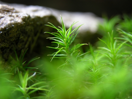 Bright green moss macro shot with the rockの写真素材