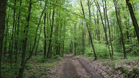 Beautiful forest roadの写真素材