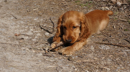 Brown english cocker spaniel - puppy in playの写真素材