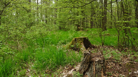 Green forest and stumpの写真素材