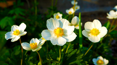 Detailed white blossoms in grass