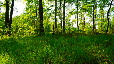 Green forest background in a sunny day with grassの写真素材