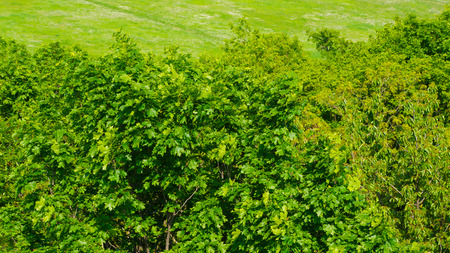 Spring forest treetopsの写真素材