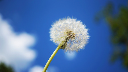 Detailed faded dandelion with the blue sky and cloudsの写真素材