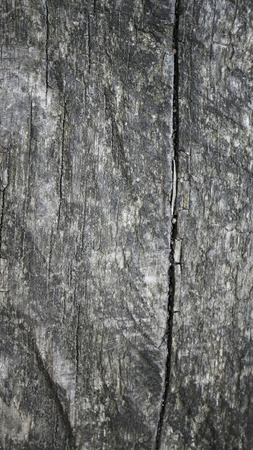 Close up wood texture