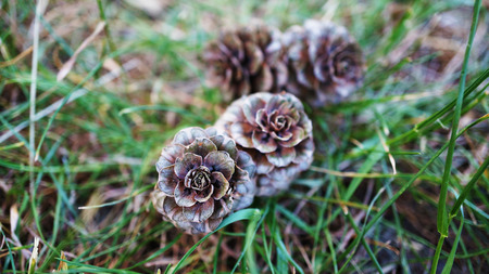 Pine cones on forest grassの写真素材
