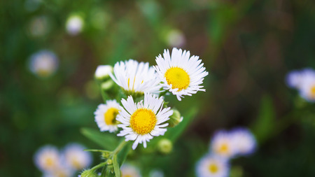 Close up of Daisy Flowersの写真素材
