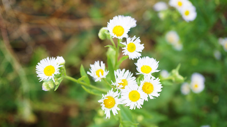 Close up of Daisy Flowersの写真素材