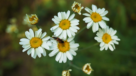 White flowers in grassの写真素材