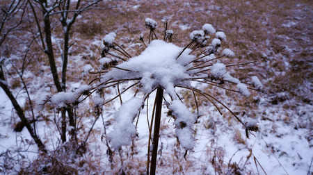 Snowy meadow flowerの写真素材