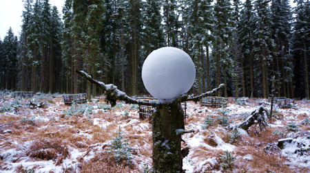 Snowball in winter forestの写真素材