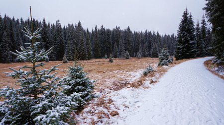 Forest in winter with snowy meadow and snowy roadの写真素材