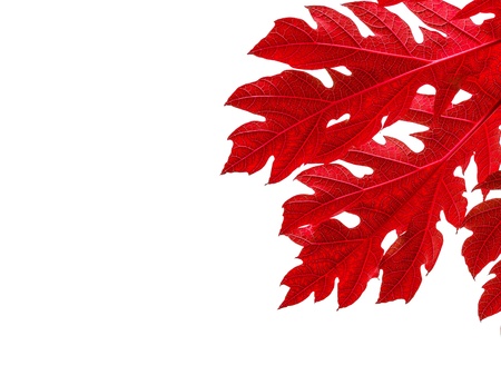 red leaves border  for an angle of page on white background - papaya leaves