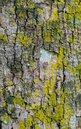 Close up of colorful bark as a textured background