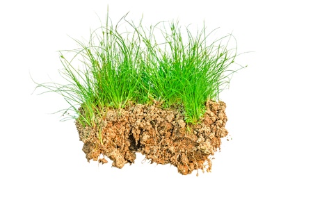 a clump of grass on white backgroundの写真素材